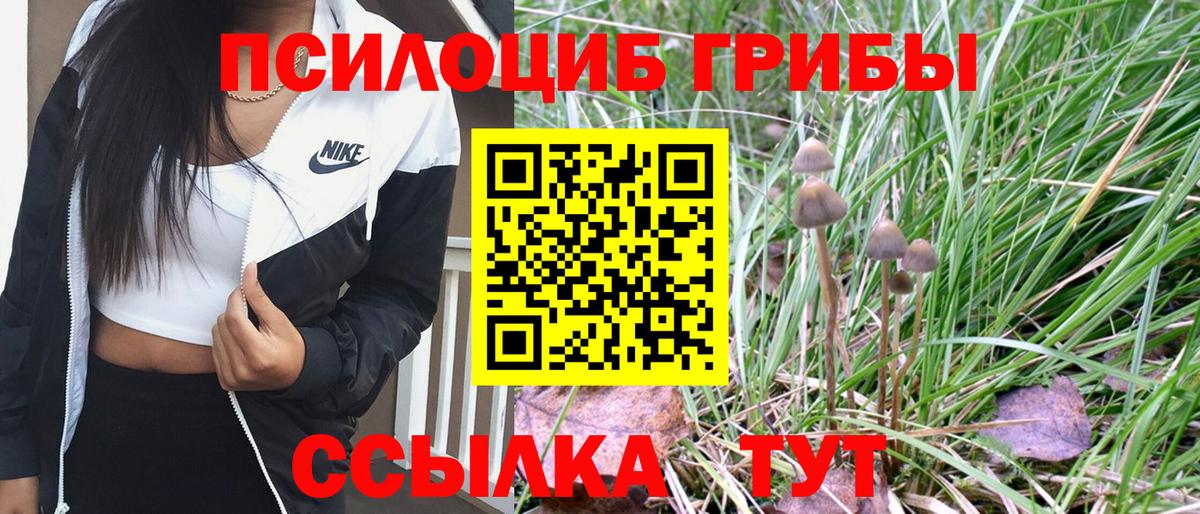 Псилоцибиновые грибы Psilocybe Орёл
